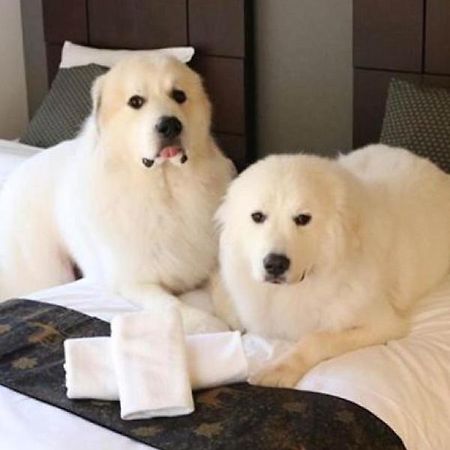 Miyajima Shiro Hotell Hatsukaichi Eksteriør bilde